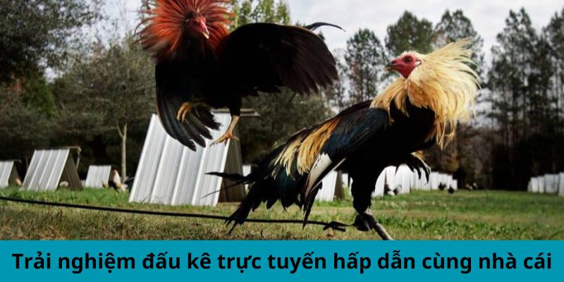 Tìm Hiểu Về Đá Gà 98win81